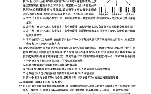 生物试卷-洛阳强基联盟高二7月联考_2025年7月_250713河南省洛阳市强基联盟2025年7月高二下学期期末联考（全科）_河南省洛阳市强基联盟2025年7月高二下学期期末联考生物