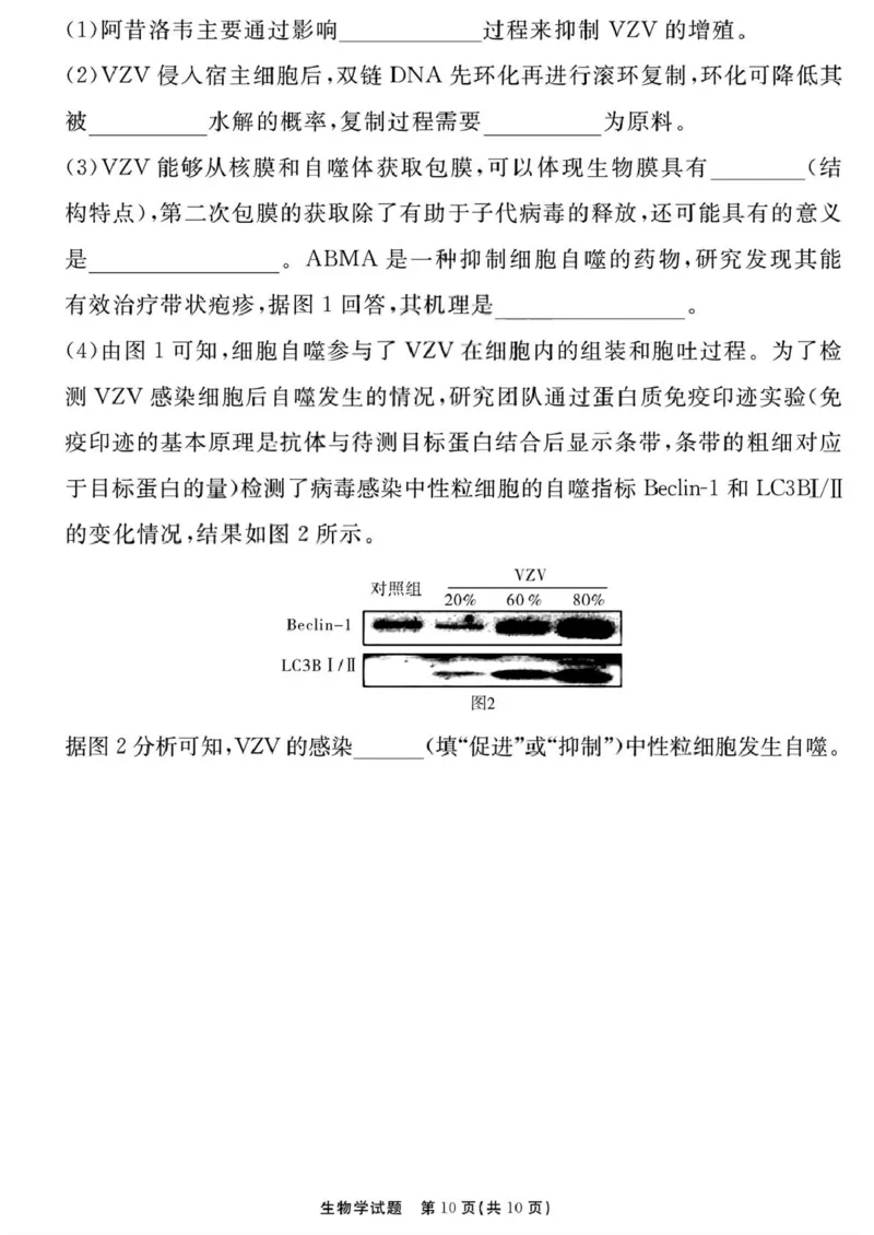 生物学试题（一六八一模）_2025年12月_2512092026届安徽合肥一六八中学高三上学期一模（全科）_2026届安徽合肥一六八中学高三上学期一模生物试题+答案