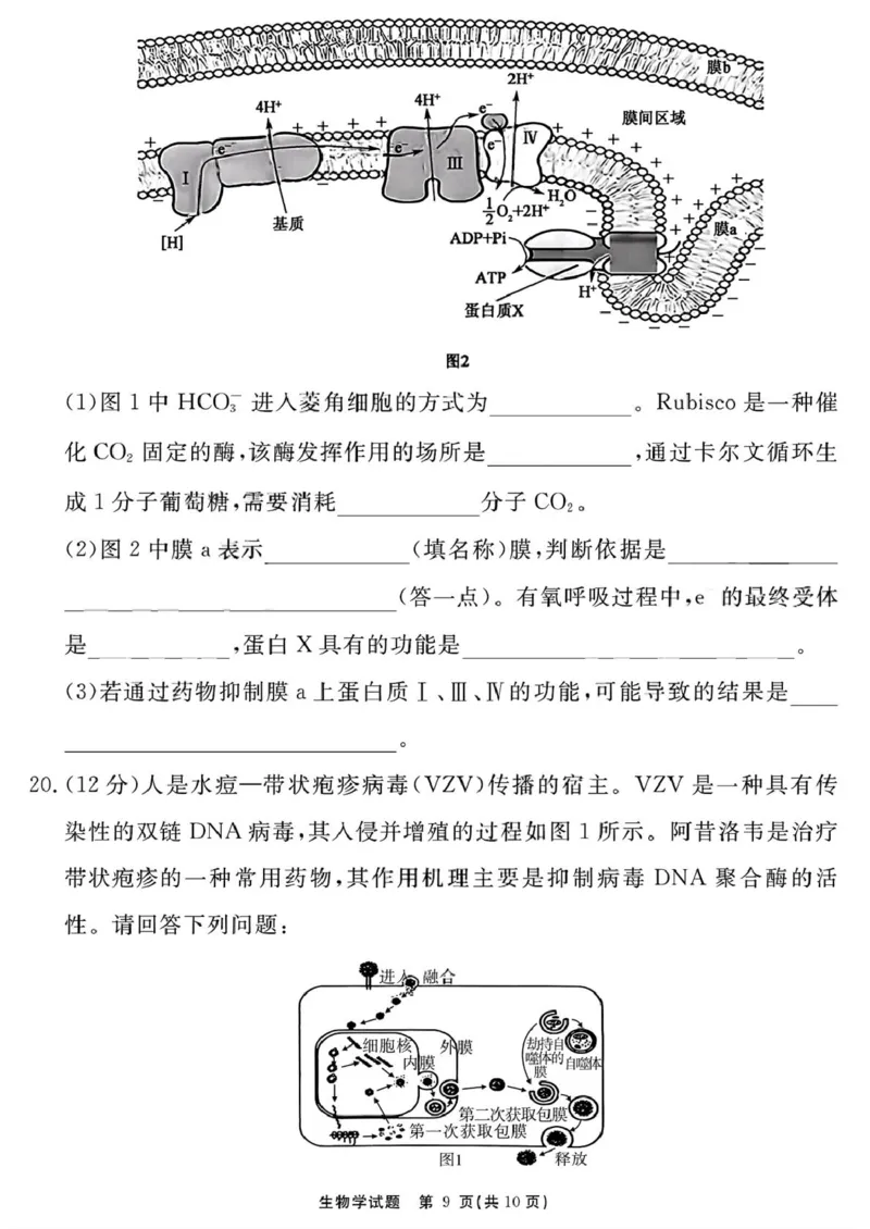 生物学试题（一六八一模）_2025年12月_2512092026届安徽合肥一六八中学高三上学期一模（全科）_2026届安徽合肥一六八中学高三上学期一模生物试题+答案