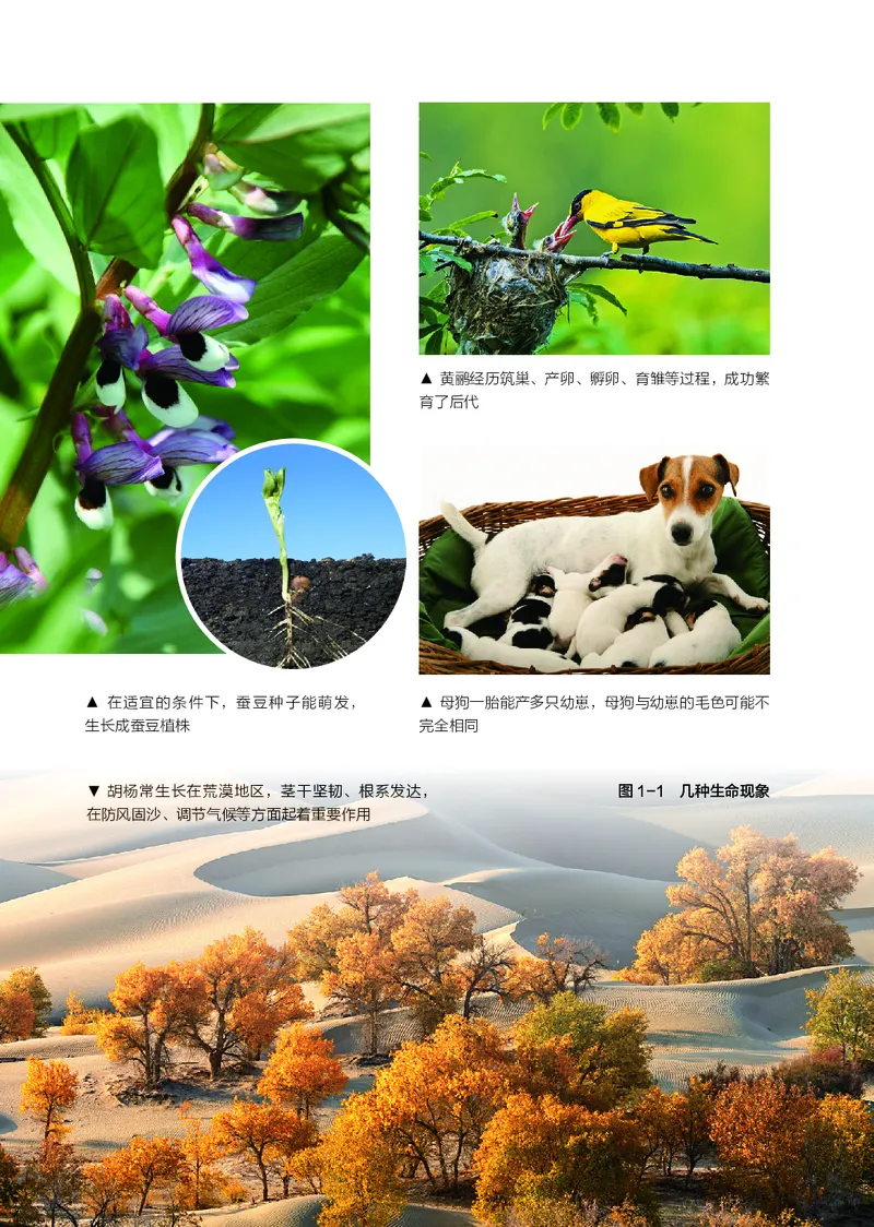 苏科版7年级生物上册高清教材_4-教培资料-26年最新资料-同步更新_初中高中教资_03科三专项（进去保存报考的学科即可）_02科三专项（笔记真题思维导图教学设计版本二）