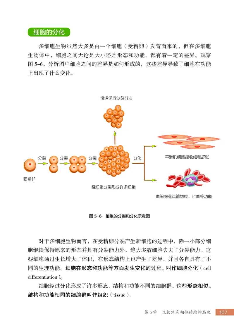 苏科版7年级生物上册高清教材_4-教培资料-26年最新资料-同步更新_初中高中教资_03科三专项（进去保存报考的学科即可）_02科三专项（笔记真题思维导图教学设计版本二）