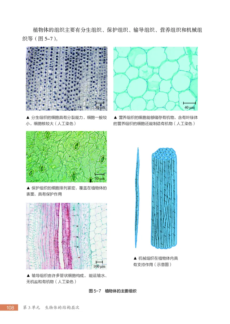 苏科版7年级生物上册高清教材_4-教培资料-26年最新资料-同步更新_初中高中教资_03科三专项（进去保存报考的学科即可）_02科三专项（笔记真题思维导图教学设计版本二）