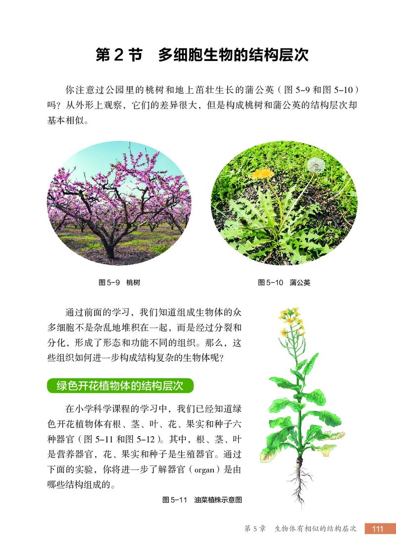 苏科版7年级生物上册高清教材_4-教培资料-26年最新资料-同步更新_初中高中教资_03科三专项（进去保存报考的学科即可）_02科三专项（笔记真题思维导图教学设计版本二）