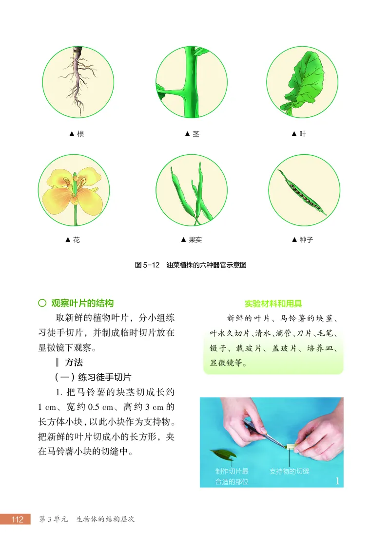 苏科版7年级生物上册高清教材_4-教培资料-26年最新资料-同步更新_初中高中教资_03科三专项（进去保存报考的学科即可）_02科三专项（笔记真题思维导图教学设计版本二）