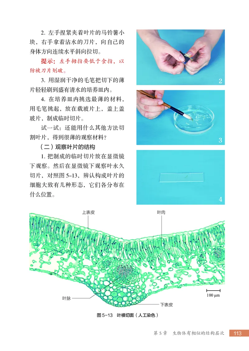 苏科版7年级生物上册高清教材_4-教培资料-26年最新资料-同步更新_初中高中教资_03科三专项（进去保存报考的学科即可）_02科三专项（笔记真题思维导图教学设计版本二）