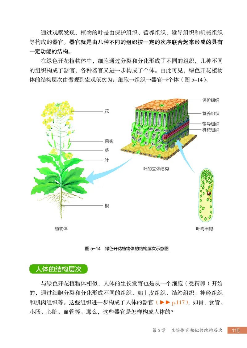 苏科版7年级生物上册高清教材_4-教培资料-26年最新资料-同步更新_初中高中教资_03科三专项（进去保存报考的学科即可）_02科三专项（笔记真题思维导图教学设计版本二）