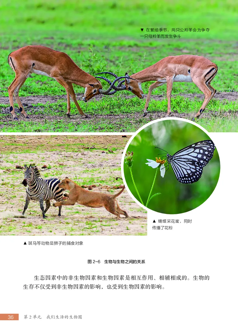 苏科版7年级生物上册高清教材_4-教培资料-26年最新资料-同步更新_初中高中教资_03科三专项（进去保存报考的学科即可）_02科三专项（笔记真题思维导图教学设计版本二）