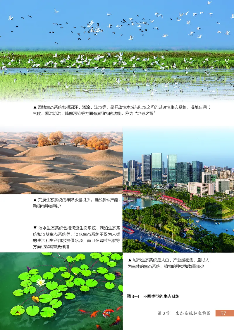 苏科版7年级生物上册高清教材_4-教培资料-26年最新资料-同步更新_初中高中教资_03科三专项（进去保存报考的学科即可）_02科三专项（笔记真题思维导图教学设计版本二）