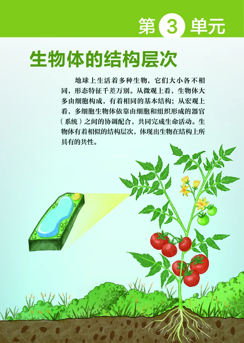 苏科版7年级生物上册高清教材_4-教培资料-26年最新资料-同步更新_初中高中教资_03科三专项（进去保存报考的学科即可）_02科三专项（笔记真题思维导图教学设计版本二）