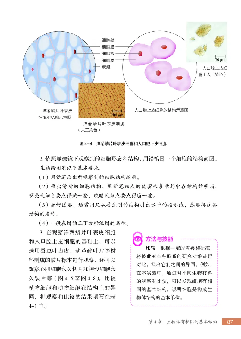 苏科版7年级生物上册高清教材_4-教培资料-26年最新资料-同步更新_初中高中教资_03科三专项（进去保存报考的学科即可）_02科三专项（笔记真题思维导图教学设计版本二）