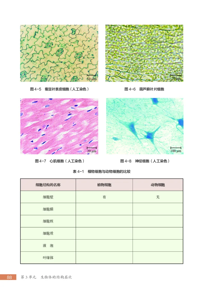 苏科版7年级生物上册高清教材_4-教培资料-26年最新资料-同步更新_初中高中教资_03科三专项（进去保存报考的学科即可）_02科三专项（笔记真题思维导图教学设计版本二）