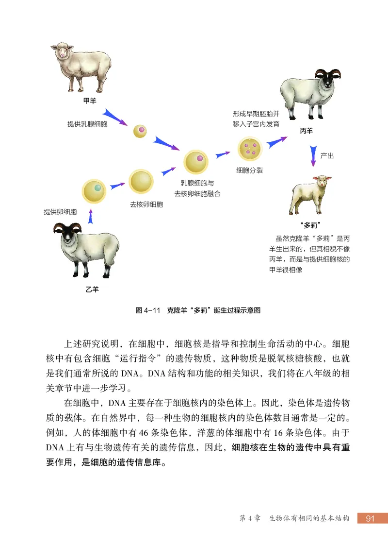 苏科版7年级生物上册高清教材_4-教培资料-26年最新资料-同步更新_初中高中教资_03科三专项（进去保存报考的学科即可）_02科三专项（笔记真题思维导图教学设计版本二）
