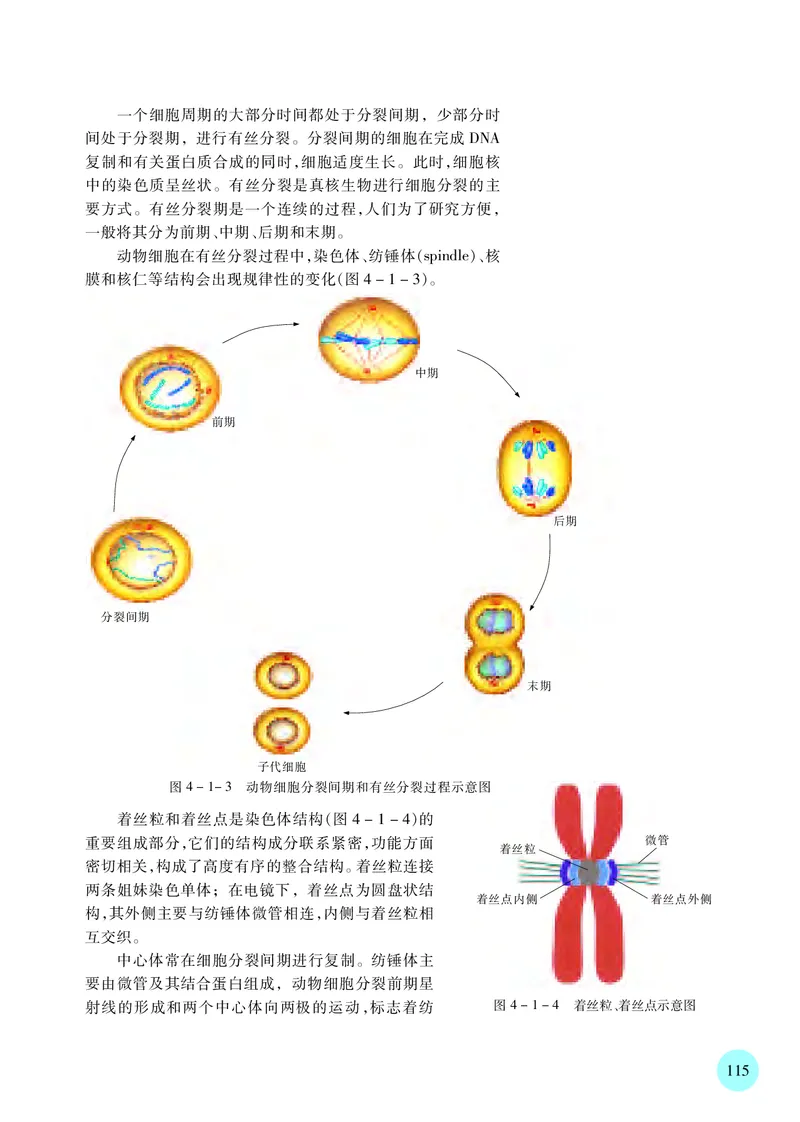 苏教版生物必修1高清教材_4-教培资料-26年最新资料-同步更新_初中高中教资_03科三专项（进去保存报考的学科即可）_02科三专项（笔记真题思维导图教学设计版本二）