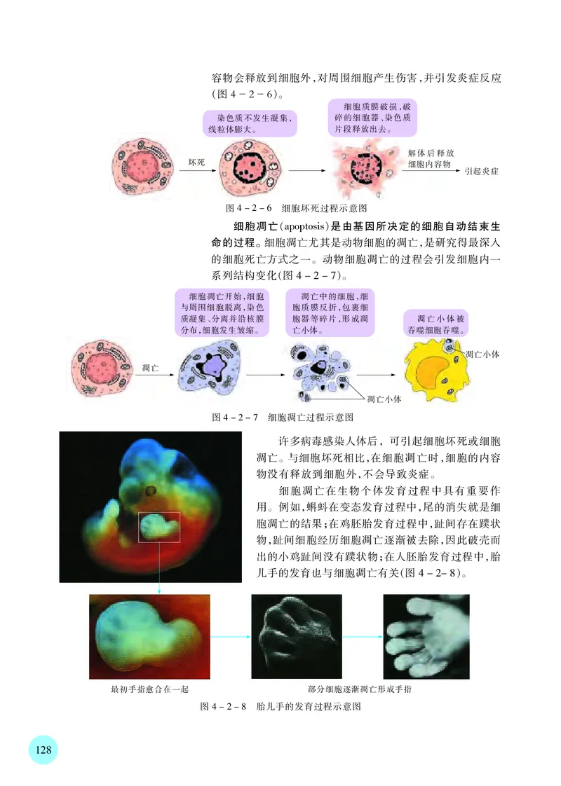 苏教版生物必修1高清教材_4-教培资料-26年最新资料-同步更新_初中高中教资_03科三专项（进去保存报考的学科即可）_02科三专项（笔记真题思维导图教学设计版本二）
