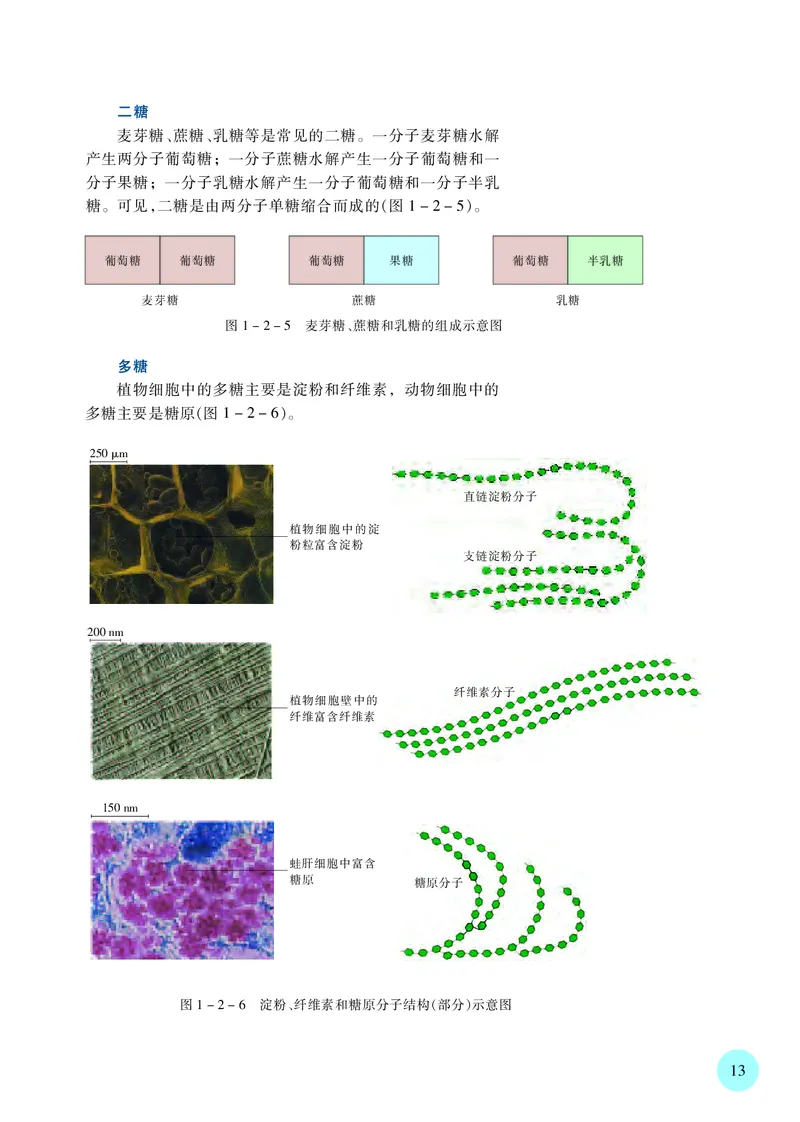 苏教版生物必修1高清教材_4-教培资料-26年最新资料-同步更新_初中高中教资_03科三专项（进去保存报考的学科即可）_02科三专项（笔记真题思维导图教学设计版本二）