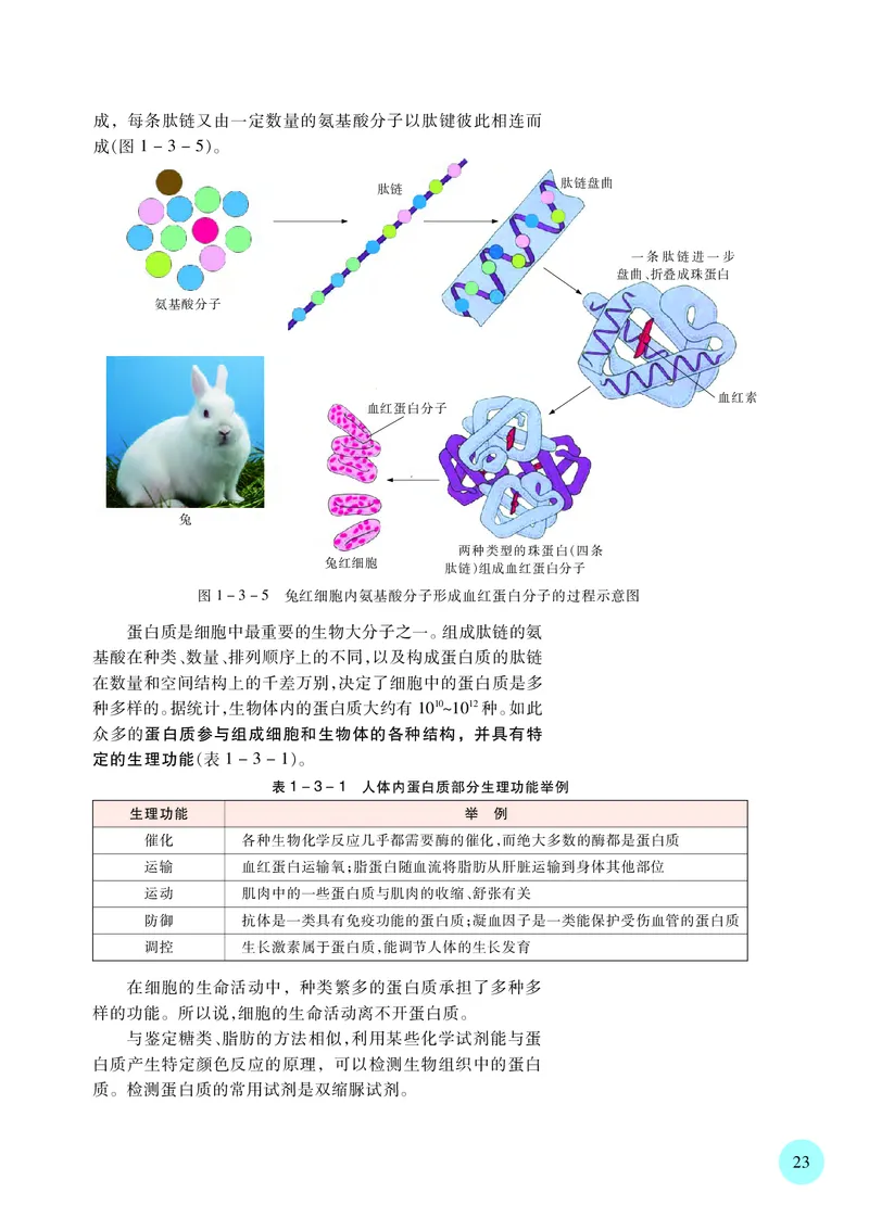 苏教版生物必修1高清教材_4-教培资料-26年最新资料-同步更新_初中高中教资_03科三专项（进去保存报考的学科即可）_02科三专项（笔记真题思维导图教学设计版本二）