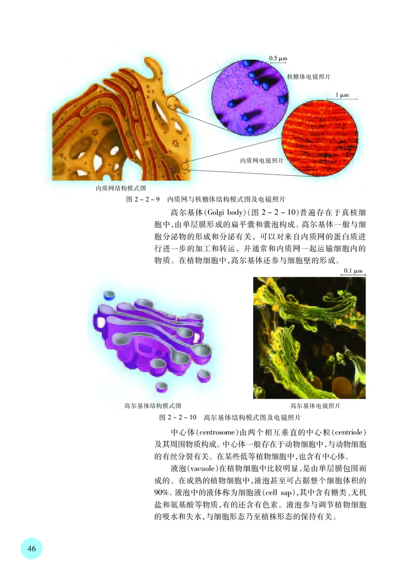 苏教版生物必修1高清教材_4-教培资料-26年最新资料-同步更新_初中高中教资_03科三专项（进去保存报考的学科即可）_02科三专项（笔记真题思维导图教学设计版本二）
