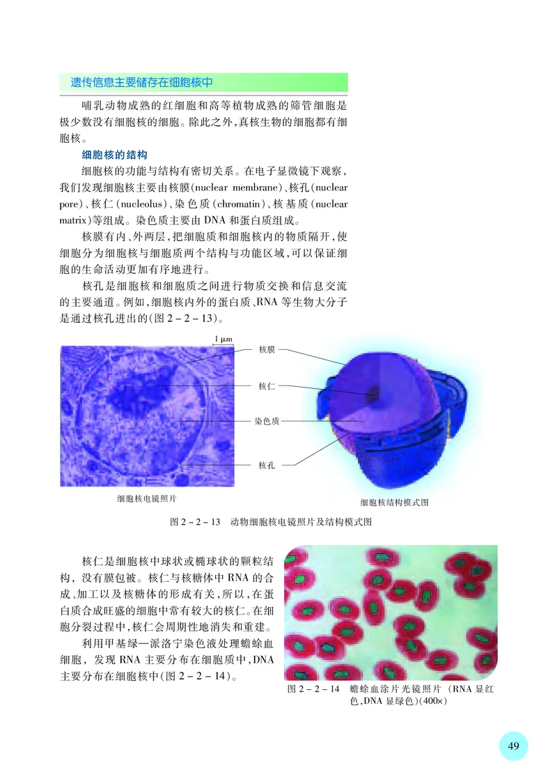 苏教版生物必修1高清教材_4-教培资料-26年最新资料-同步更新_初中高中教资_03科三专项（进去保存报考的学科即可）_02科三专项（笔记真题思维导图教学设计版本二）