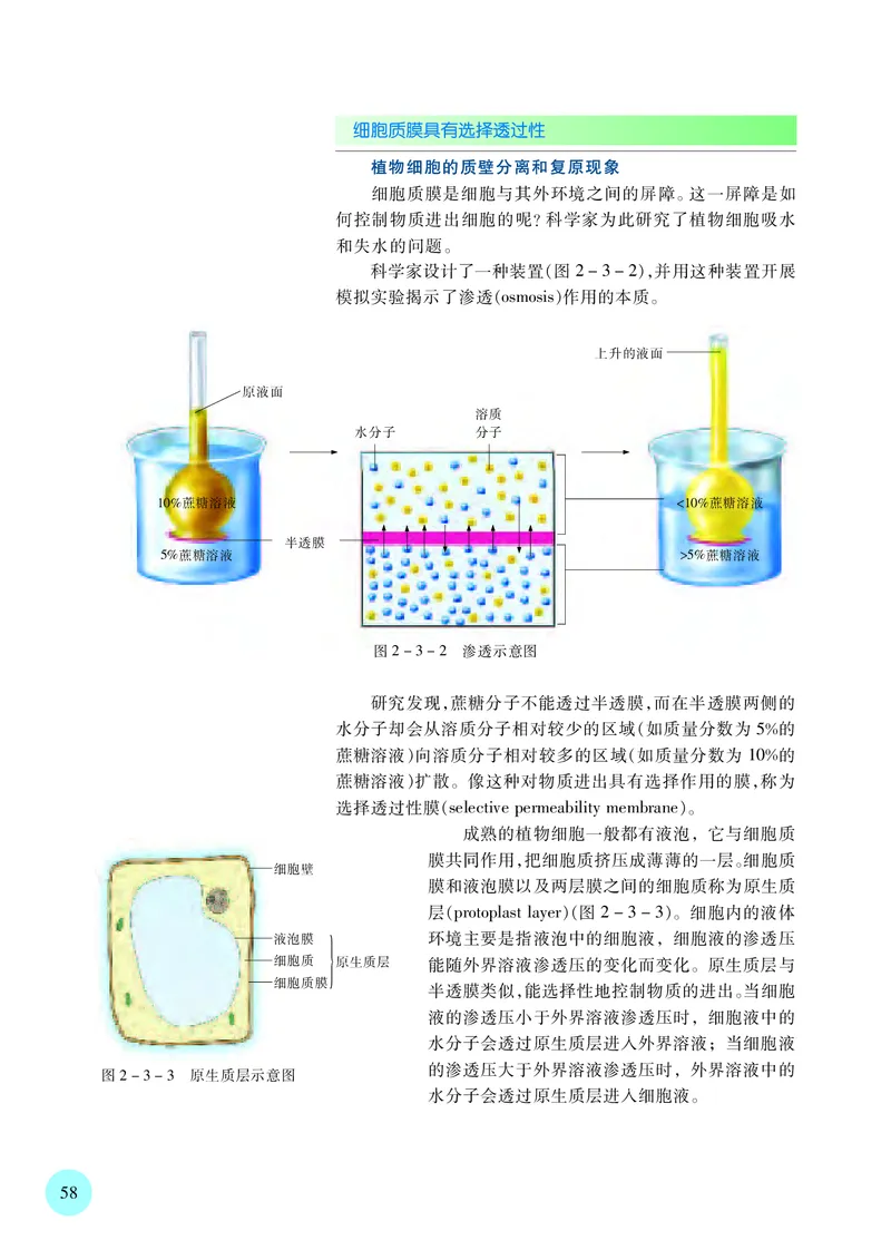 苏教版生物必修1高清教材_4-教培资料-26年最新资料-同步更新_初中高中教资_03科三专项（进去保存报考的学科即可）_02科三专项（笔记真题思维导图教学设计版本二）