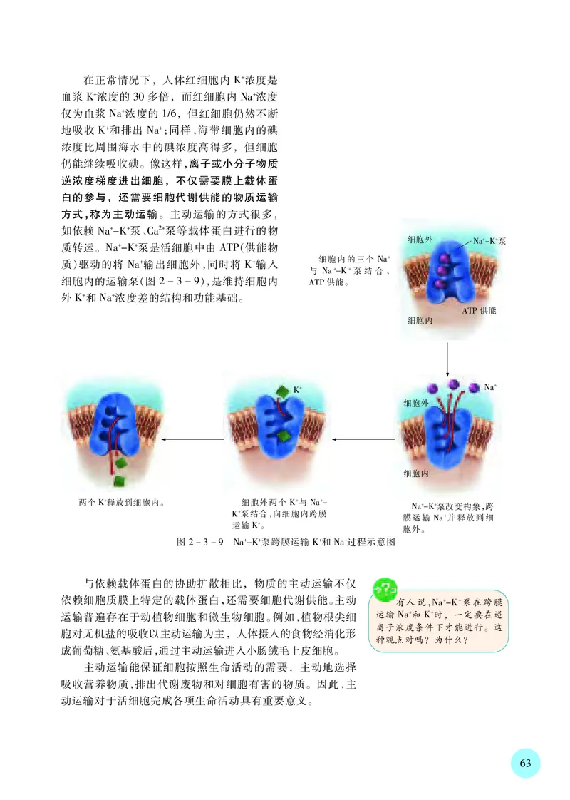 苏教版生物必修1高清教材_4-教培资料-26年最新资料-同步更新_初中高中教资_03科三专项（进去保存报考的学科即可）_02科三专项（笔记真题思维导图教学设计版本二）