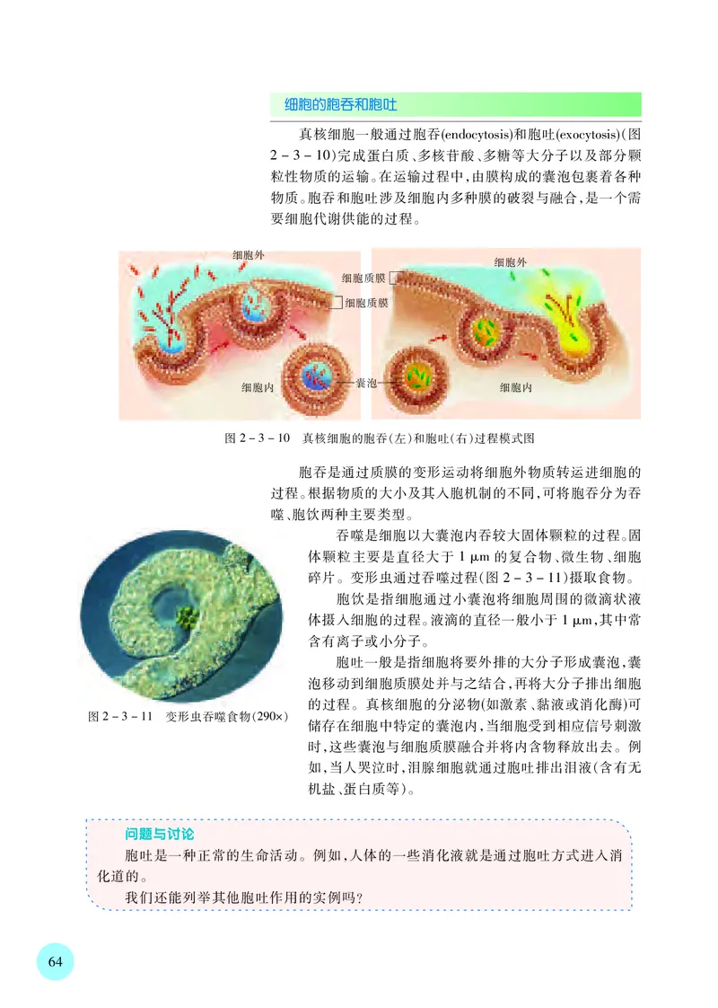苏教版生物必修1高清教材_4-教培资料-26年最新资料-同步更新_初中高中教资_03科三专项（进去保存报考的学科即可）_02科三专项（笔记真题思维导图教学设计版本二）