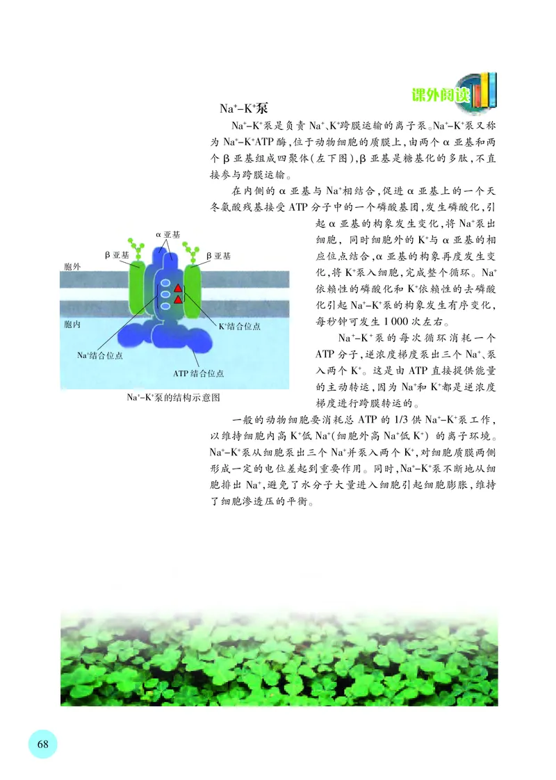苏教版生物必修1高清教材_4-教培资料-26年最新资料-同步更新_初中高中教资_03科三专项（进去保存报考的学科即可）_02科三专项（笔记真题思维导图教学设计版本二）