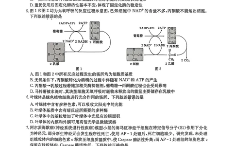 黑龙江省九师联盟2025-2026学年高三上学期10月月考生物试题附答案_251102九师联盟2026届高三上学期10月月考_黑龙江九师联盟2026届高三上学期10月月考生物试题+答案