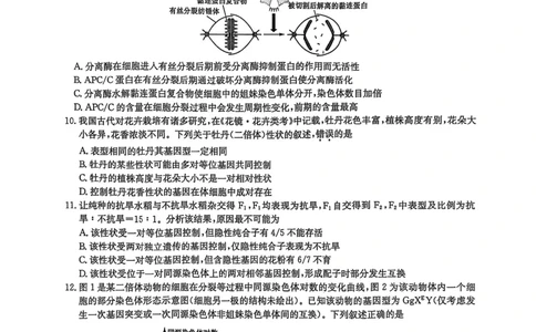 黑龙江省九师联盟2025-2026学年高三上学期10月月考生物试题附答案_251102九师联盟2026届高三上学期10月月考_黑龙江九师联盟2026届高三上学期10月月考生物试题+答案