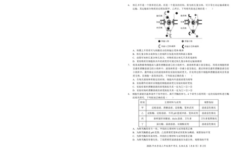 高三11月鄂东南联考生物试卷_251103湖北省鄂东南教育联盟2025-2026学年高三上学期11月联考（全科）_湖北省鄂东南教育联盟2025-2026学年高三上学期期中考试生物