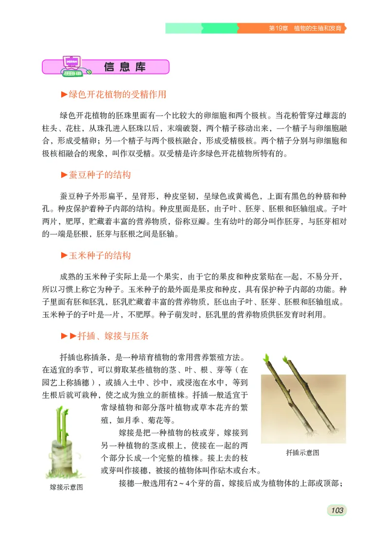 苏科版8年级生物上册高清教材_4-教培资料-26年最新资料-同步更新_初中高中教资_03科三专项（进去保存报考的学科即可）_02科三专项（笔记真题思维导图教学设计版本二）