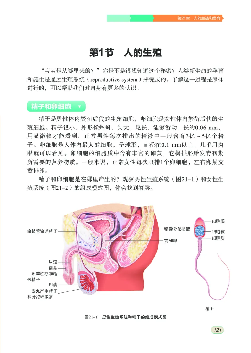 苏科版8年级生物上册高清教材_4-教培资料-26年最新资料-同步更新_初中高中教资_03科三专项（进去保存报考的学科即可）_02科三专项（笔记真题思维导图教学设计版本二）