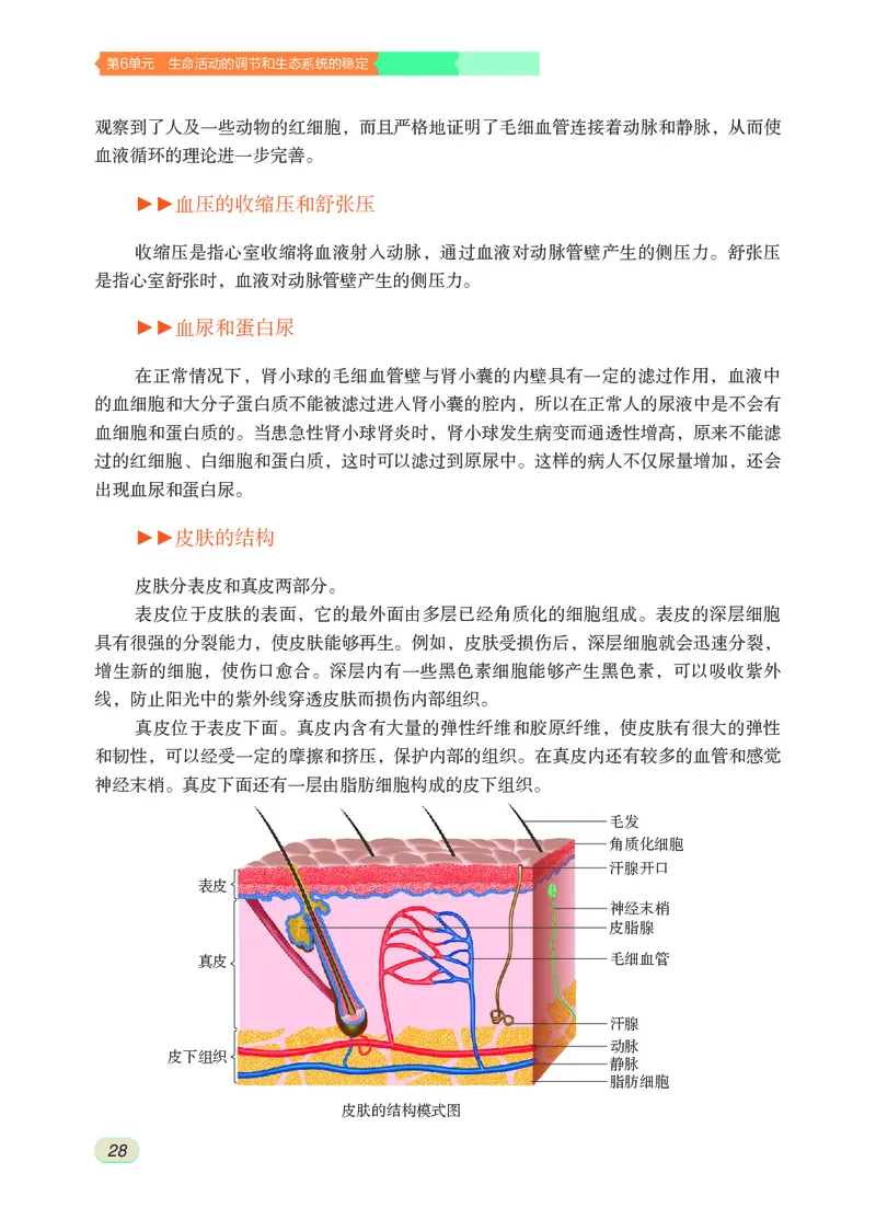 苏科版8年级生物上册高清教材_4-教培资料-26年最新资料-同步更新_初中高中教资_03科三专项（进去保存报考的学科即可）_02科三专项（笔记真题思维导图教学设计版本二）