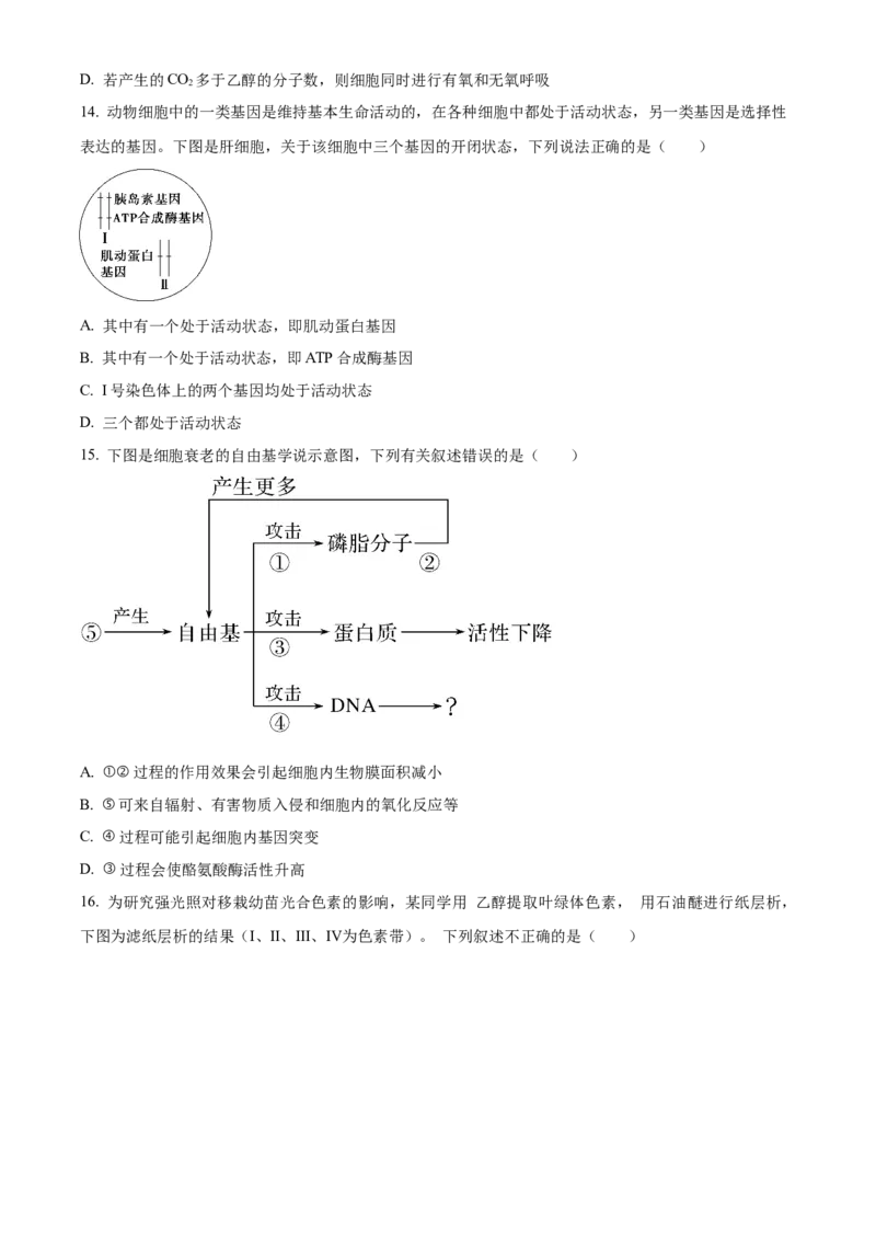 河南省濮阳市第一高级中学2024届高三上学期第三次质量检测生物_2024届河南省濮阳市第一高级中学高三上学期第三次质量检测