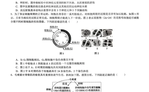 生物育才中学25-26学年上高三12月月考试卷_2025年12月_251207重庆市育才中学校2025-2026学年高三上学期12月月考（全科）_重庆市育才中学校2025-2026学年高三上学期12月月考生物