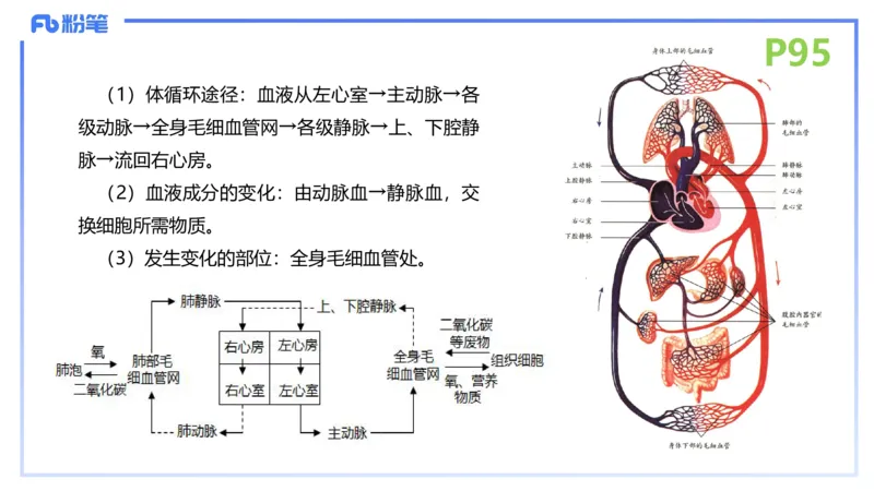 理论精讲13-动物学3-拾光_4-教培资料-26年最新资料-同步更新_初中高中教资_03科三专项（进去保存报考的学科即可）_01科目三FB网课、三色速记手册、知识点导图等推荐_初中
