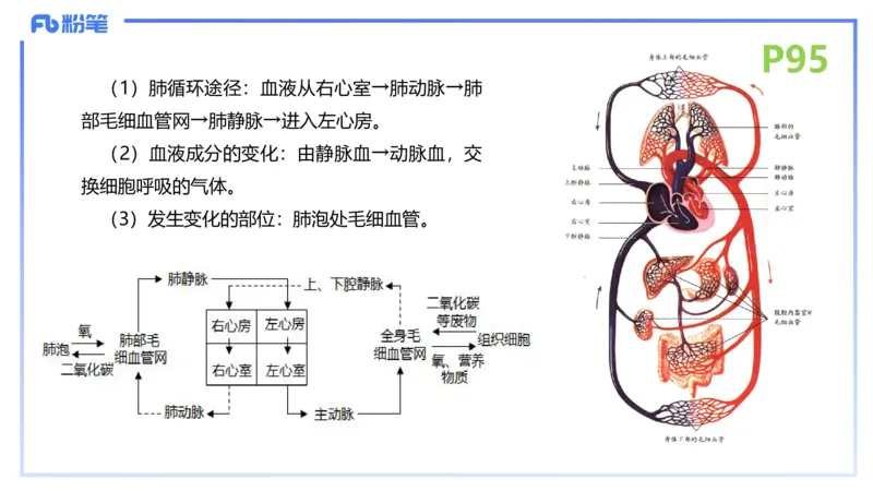 理论精讲13-动物学3-拾光_4-教培资料-26年最新资料-同步更新_初中高中教资_03科三专项（进去保存报考的学科即可）_01科目三FB网课、三色速记手册、知识点导图等推荐_初中