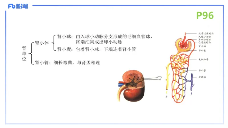 理论精讲13-动物学3-拾光_4-教培资料-26年最新资料-同步更新_初中高中教资_03科三专项（进去保存报考的学科即可）_01科目三FB网课、三色速记手册、知识点导图等推荐_初中