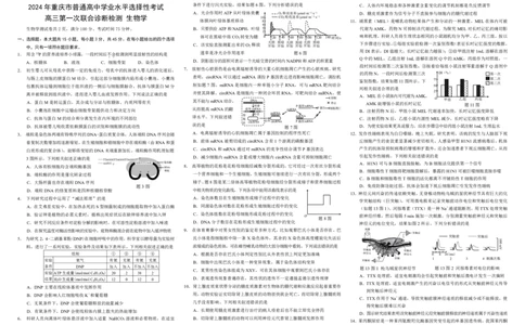 康德2024年重庆市普通高中学业水平选择性考试高三第一次联合诊断检测生物试题_2024届重庆一诊康德卷普通高等学校招生全国统一考试高三第一次联合诊断检测
