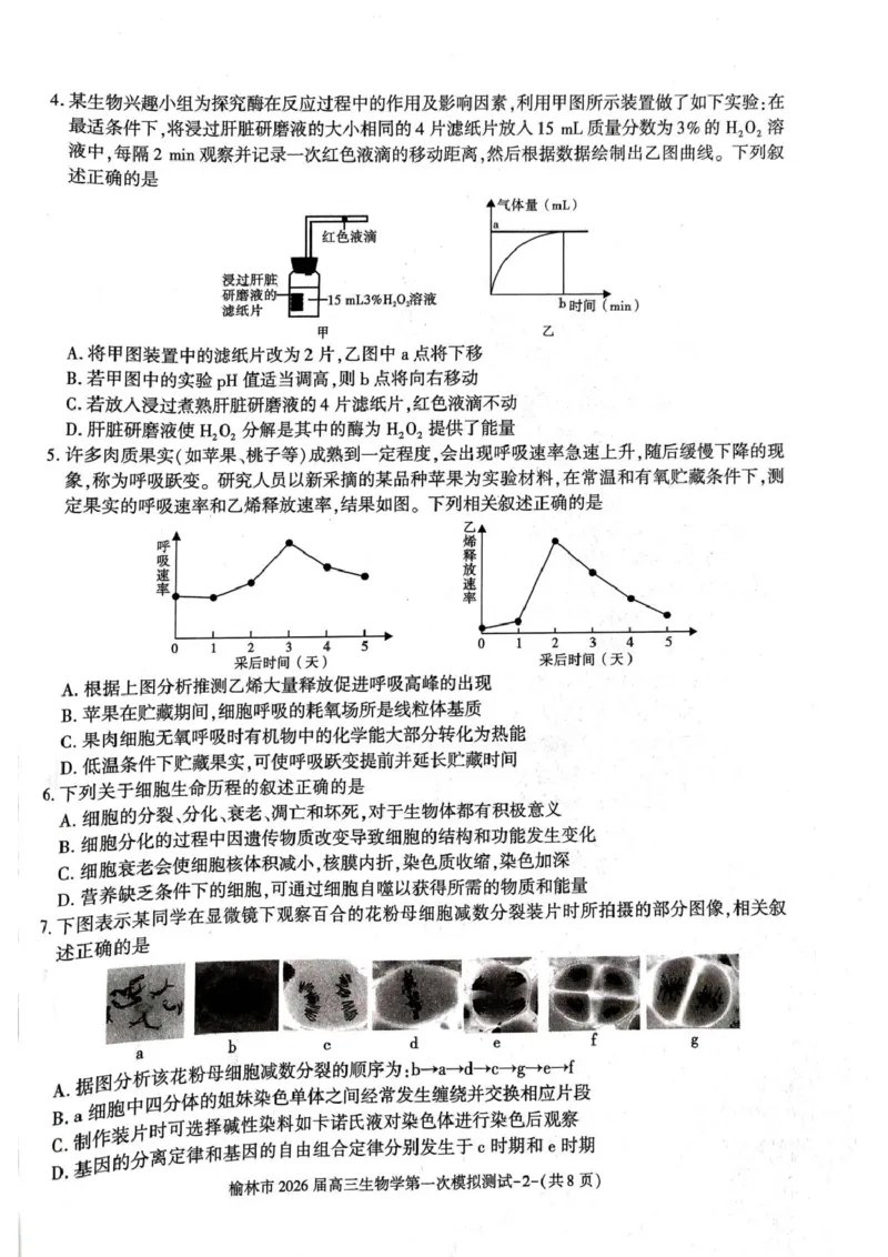 陕西省榆林市2026届高三上学期第一次模拟测试生物试卷（含解析）_251119陕西省榆林市2026届高三上学期第一次模拟测试（全科）