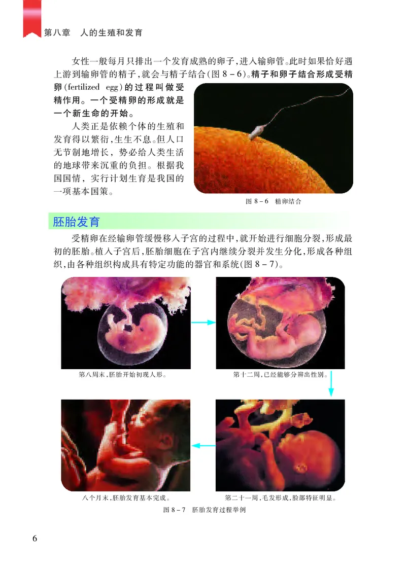 苏教版7年级生物下册高清教材_4-教培资料-26年最新资料-同步更新_初中高中教资_03科三专项（进去保存报考的学科即可）_02科三专项（笔记真题思维导图教学设计版本二）