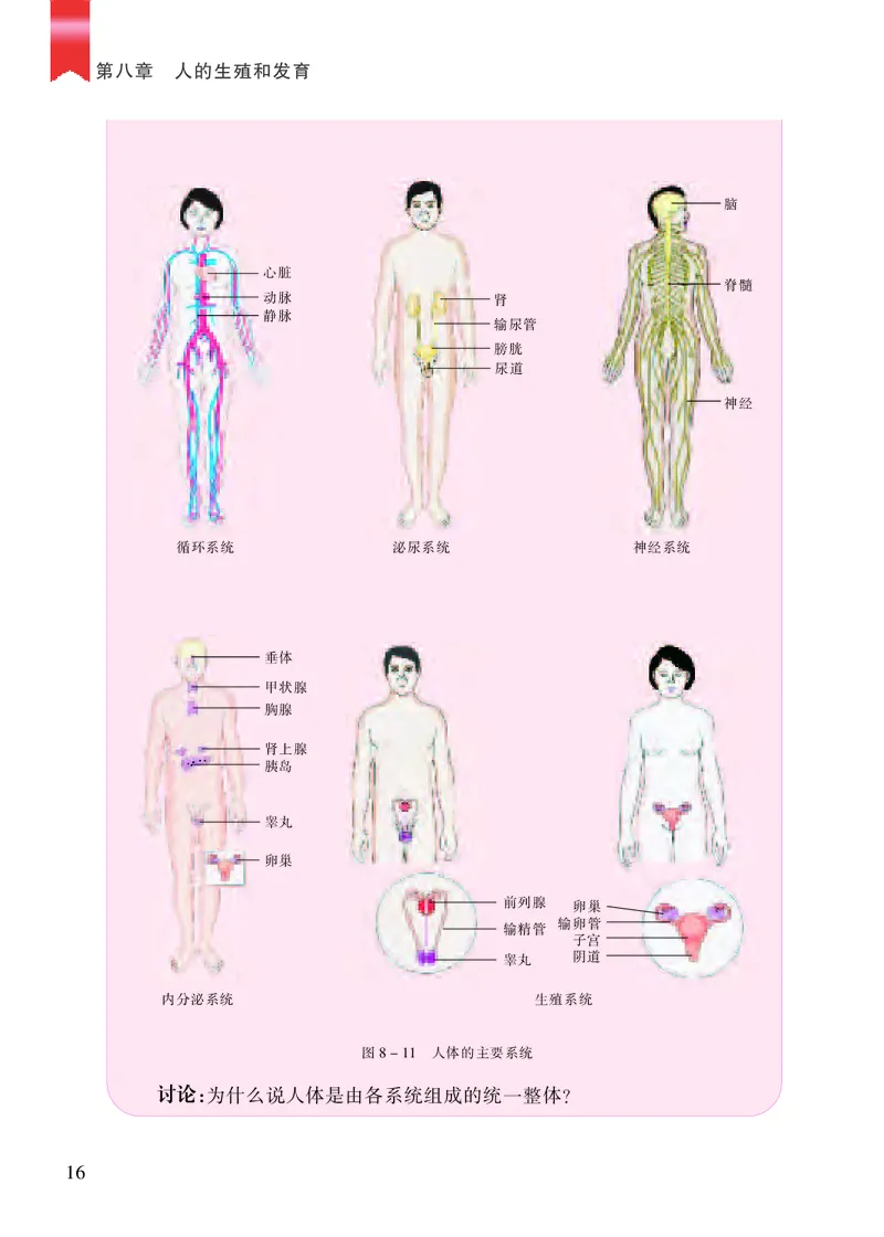 苏教版7年级生物下册高清教材_4-教培资料-26年最新资料-同步更新_初中高中教资_03科三专项（进去保存报考的学科即可）_02科三专项（笔记真题思维导图教学设计版本二）