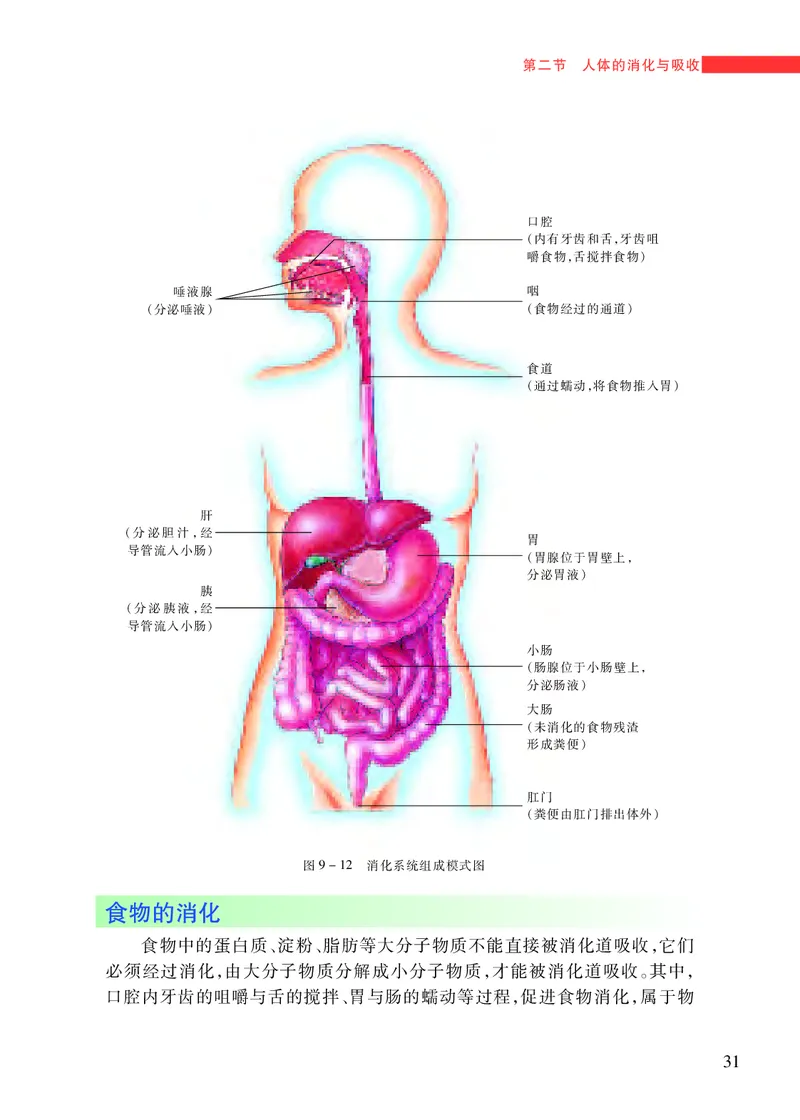 苏教版7年级生物下册高清教材_4-教培资料-26年最新资料-同步更新_初中高中教资_03科三专项（进去保存报考的学科即可）_02科三专项（笔记真题思维导图教学设计版本二）
