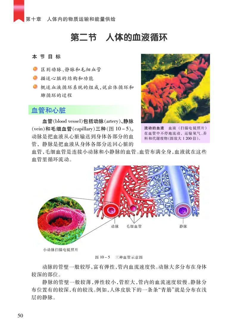 苏教版7年级生物下册高清教材_4-教培资料-26年最新资料-同步更新_初中高中教资_03科三专项（进去保存报考的学科即可）_02科三专项（笔记真题思维导图教学设计版本二）