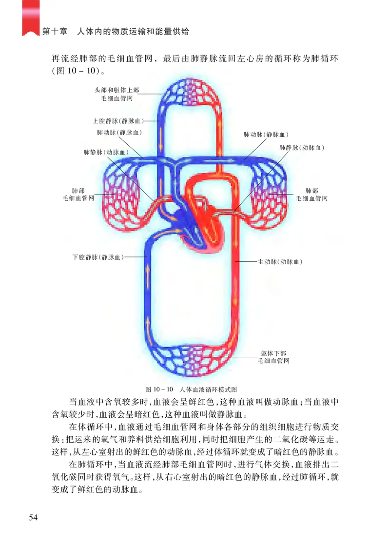 苏教版7年级生物下册高清教材_4-教培资料-26年最新资料-同步更新_初中高中教资_03科三专项（进去保存报考的学科即可）_02科三专项（笔记真题思维导图教学设计版本二）