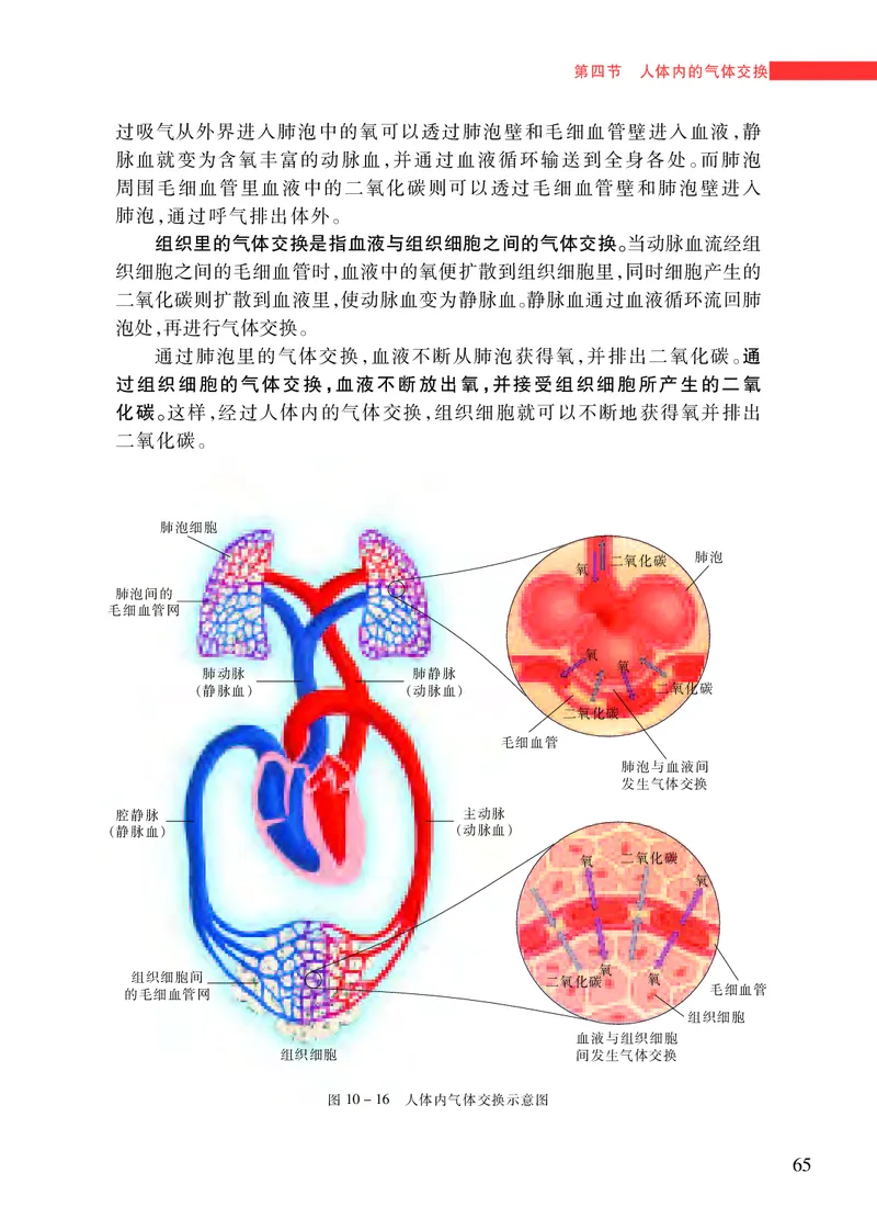苏教版7年级生物下册高清教材_4-教培资料-26年最新资料-同步更新_初中高中教资_03科三专项（进去保存报考的学科即可）_02科三专项（笔记真题思维导图教学设计版本二）