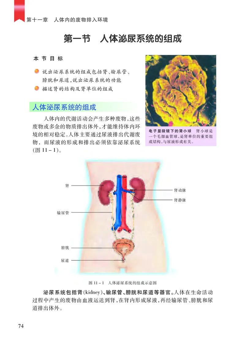 苏教版7年级生物下册高清教材_4-教培资料-26年最新资料-同步更新_初中高中教资_03科三专项（进去保存报考的学科即可）_02科三专项（笔记真题思维导图教学设计版本二）