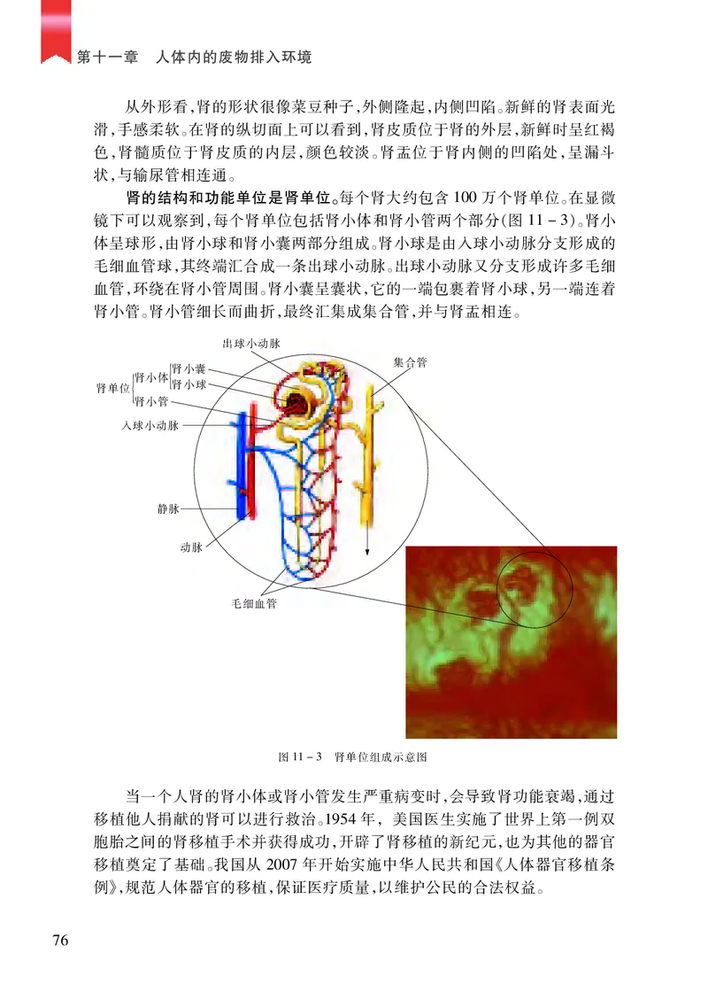 苏教版7年级生物下册高清教材_4-教培资料-26年最新资料-同步更新_初中高中教资_03科三专项（进去保存报考的学科即可）_02科三专项（笔记真题思维导图教学设计版本二）