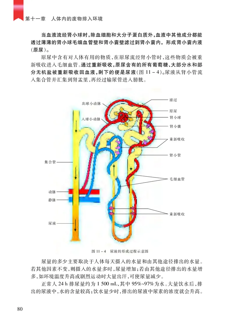 苏教版7年级生物下册高清教材_4-教培资料-26年最新资料-同步更新_初中高中教资_03科三专项（进去保存报考的学科即可）_02科三专项（笔记真题思维导图教学设计版本二）