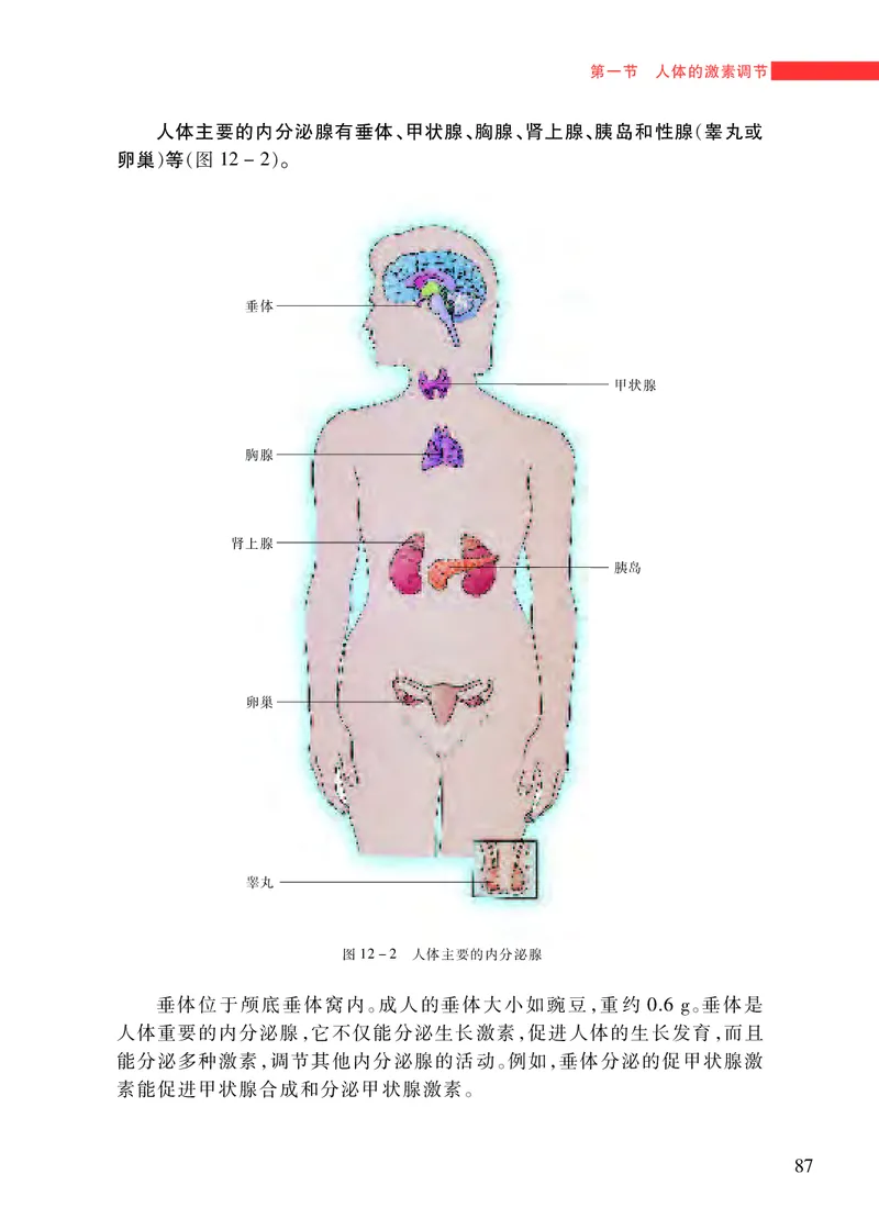苏教版7年级生物下册高清教材_4-教培资料-26年最新资料-同步更新_初中高中教资_03科三专项（进去保存报考的学科即可）_02科三专项（笔记真题思维导图教学设计版本二）