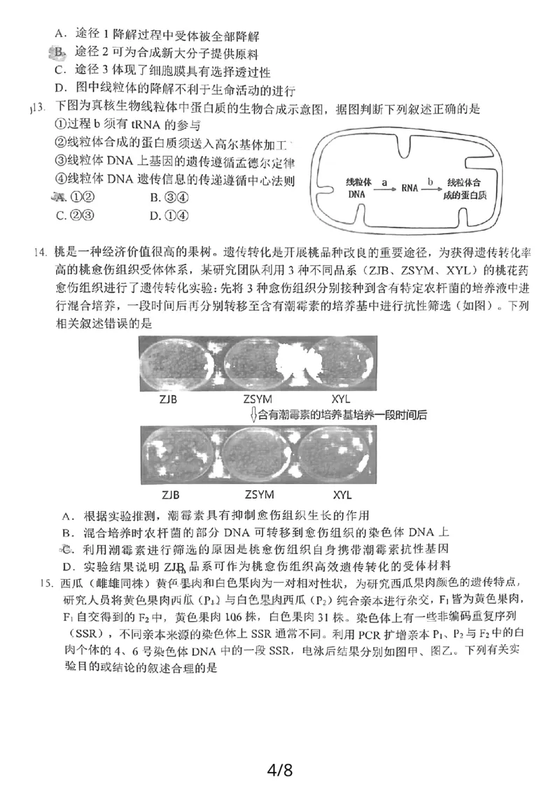 24届泉州高中毕业班第二次市质检生物试卷_2024届福建省泉州市高中高三上学期毕业班质量监测（二）_2024届福建省泉州市高中高三上学期毕业班质量监测（二）生物